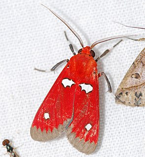 <i>Hyperthaema hoffmannsi</i> Species of moth