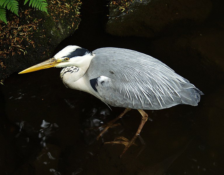 File:Ardea cinerea - Graureiher - Botanical Garden Cologne.jpg