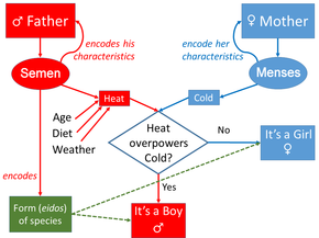 Aristotle's view of inheritance, as a model of the transmission of patterns of movement of the body fluids from parents to child, and of Aristotelian form from the father. Aristotle's model of Inheritance.png