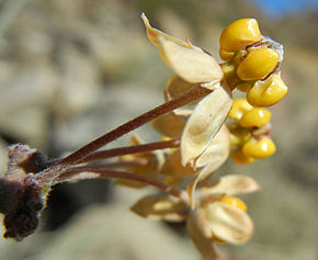 Beschrijving van de Asclepias-albicans.jpg afbeelding.