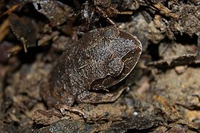 Imagine Descriere Asian Litter Frog (Leptobrachium gunungense) 2.jpg.