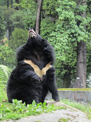 Asian black bear in Padmaja Naidu Himalayan Zoological Park.jpg