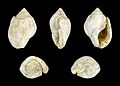 * Nomination Shell of a Pliocene gastropod, Aspa marginata --Llez 16:20, 18 September 2012 (UTC) * Promotion Very good. --Iifar 16:31, 18 September 2012 (UTC)