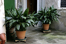 Two aspidistra plants - "The types he saw all round him, especially the older men, made him squirm. That was what it meant to worship the money-god! To settle down, to Make Good, to sell your soul for a villa and an aspidistra! To turn into the typical bowler-hatted sneak - Strube's 'little man' [-] What a fate!" (Ch. III) Aspidistra elatior - 01.jpg