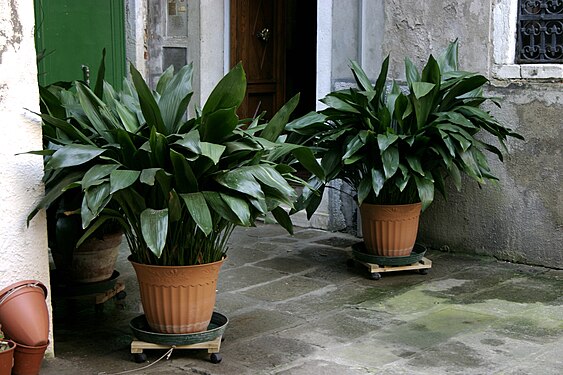 Aspidistra elatior - 01.jpg