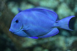 Doktorfisch im Aquarium