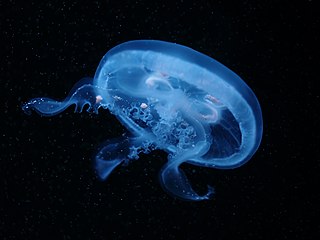 <i>Aurelia labiata</i> Species of jellyfish