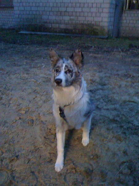 File:Australian sheperd hündin anushka hütehund.JPG