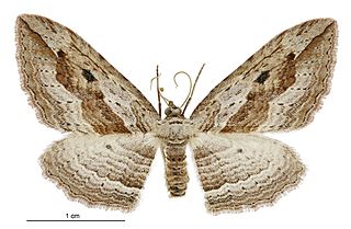 <i>Austrocidaria gobiata</i> Species of moth endemic to New Zealand