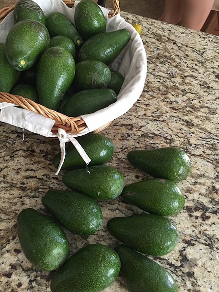 File:Avocado Fruit Harvested From Backyard.jpg