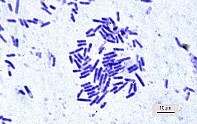 Rod-shaped Bacillus subtilis