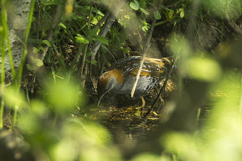 File:Baillon's Crake - Italy S4E5394 (15556961615).jpg