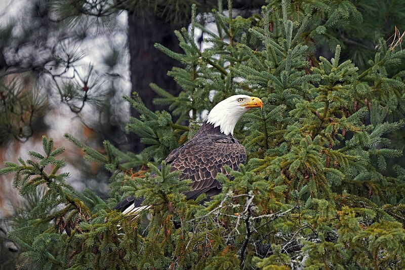 File:Bald eagle (53296951357).jpg