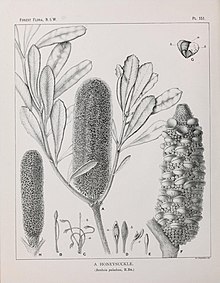 Illustration of Banksia paludosa (plate 151) from The Forest Flora of New South Wales (1913) by J. H. Maiden (Joseph Henry) and Margaret Flockton. Banksia paludosa illustration.jpg