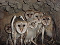 Barn Owl Marais des Cygnes NWR.jpg