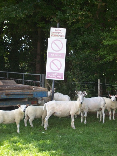 File:Barton Stacey - Lambs To The Slaughter - geograph.org.uk - 864733.jpg