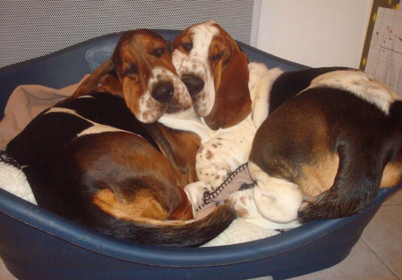 File:Bassets hound , basset-hound.jpg