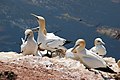 Northern Gannets, Heligoland