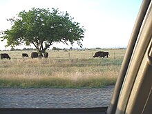 Much of the land on the base is rented out to ranchers for grazing their herds. BealeAirForceBaseCows.JPG