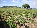 Beaune (Côte d'Or, Fr) Vignobles.JPG