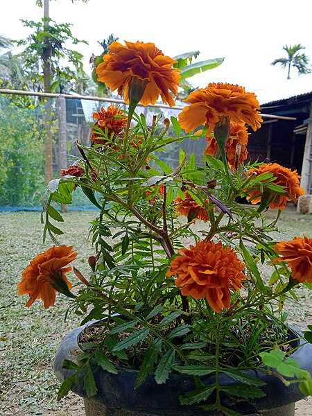 File:Beautifull flowers.jpg