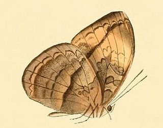 <i>Bebearia cinaethon</i> Species of butterfly