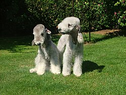 Bedlington terrier.jpeg