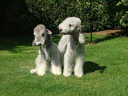 Bedlington Terrier puppies are dark in color, but as they age their fur lightens.