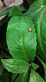 File:Beetle in my Balcony.jpg