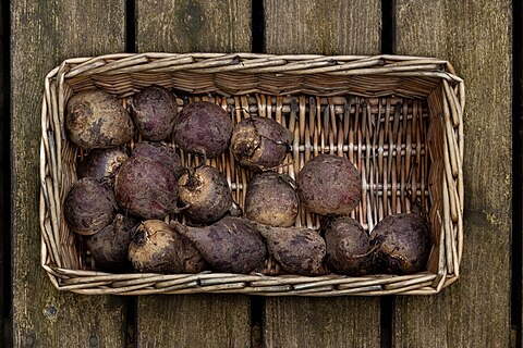 Newly harvested beetroots (Beta vulgaris) in a basket.