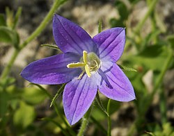 Bellflower Campanula ramosissima (31775259388).jpg