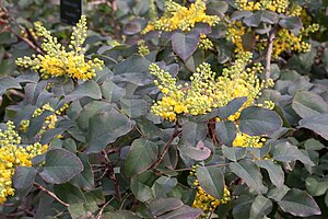 A creeping grapeholly plant with less pronounced leaf spines. Berberis repens 'rotundifolia'.jpg