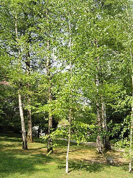 Betula szechuanica - Villa Carlotta (Tremezzo) - DSC02324.JPG