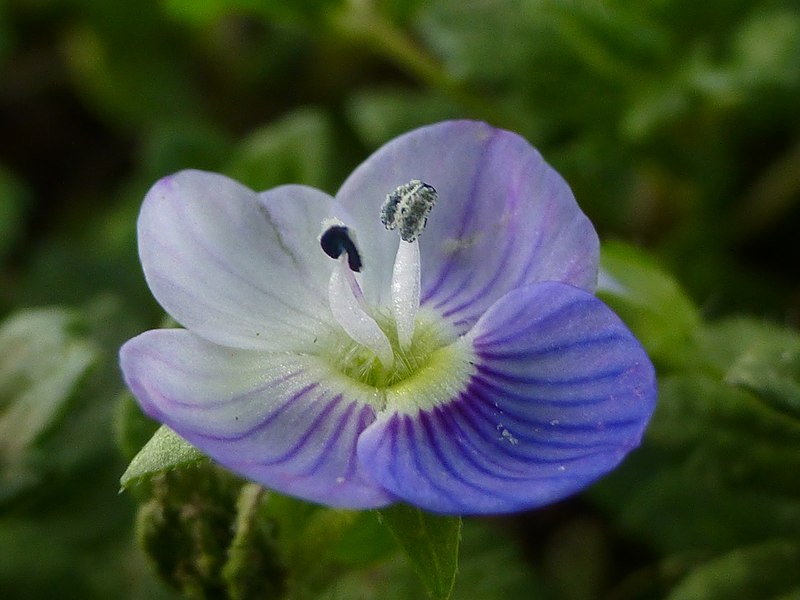 File:Birds eye Germander Speedwell Veronica chamaedrys 1000821 nevit.JPG