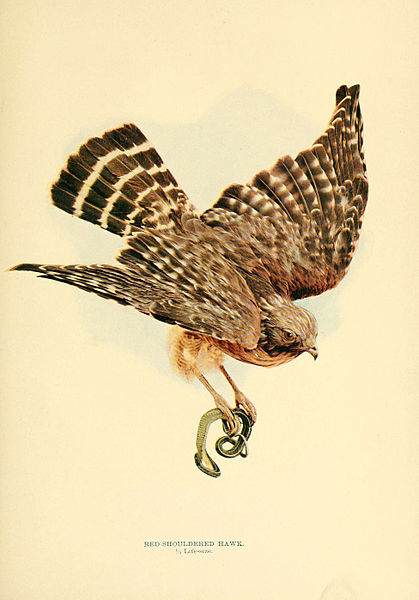 https://upload.wikimedia.org/wikipedia/commons/thumb/5/52/Birds_that_hunt_and_are_hunted_%286301742533%29.jpg/419px-Birds_that_hunt_and_are_hunted_%286301742533%29.jpg