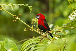 Червонощок чорночеревий (Pyrenestes ostrinus)