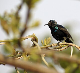 Black sunbird Species of bird