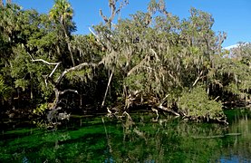 Blue Spring State Park (FL).jpg