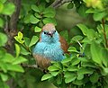 * Nomination Male blue waxbill, Kruger National Park. --Alandmanson 12:50, 17 July 2017 (UTC) * Promotion Good quality. --Peulle 14:34, 17 July 2017 (UTC)