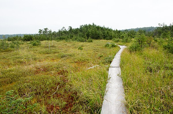 Image: Boardwalk through Ponkapoag Bog Clearing