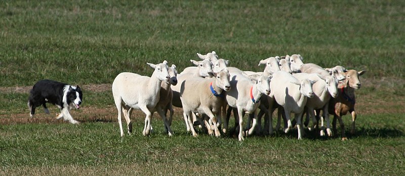 File:Border Collie sheepdog trial.jpg