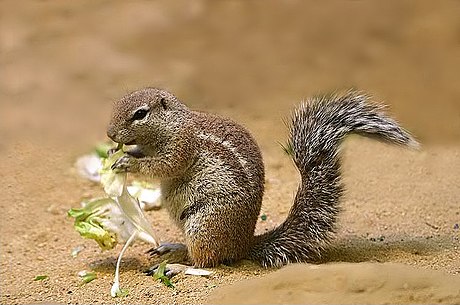 Afrikanische Borstenhörnchen