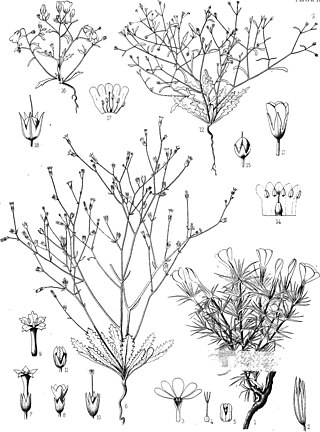 <i>Aliciella micromeria</i> Species of flowering plant