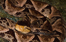 Bothrops asper (Sierra Llorona, Panamá) .jpg