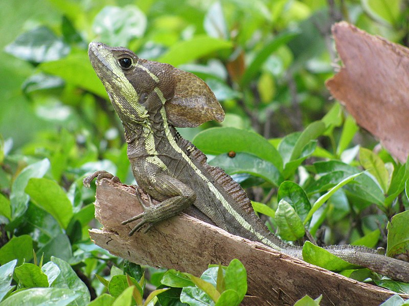 File:Brown Basilisk Sunbathe.JPG