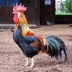 239px-Brown_Leghorn_rooster_in_Australia.jpg