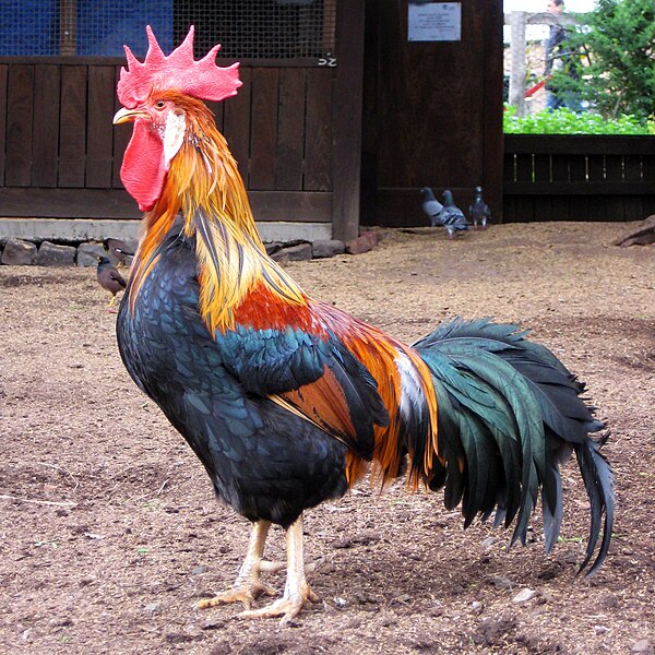 File:Brown Leghorn rooster in Australia.jpg