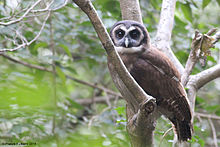Brown Wood Owl1.jpg