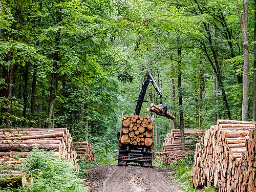 Timber harvest in Bavaria