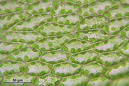 Bladcellen met chloroplasten